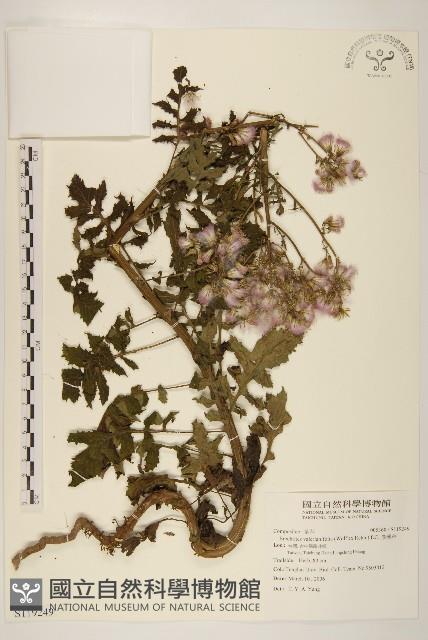 飛機草藏品圖，第1張