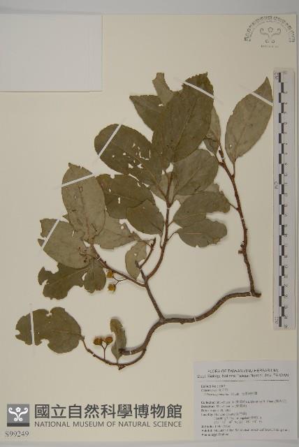 光果南蛇藤藏品圖，第1張