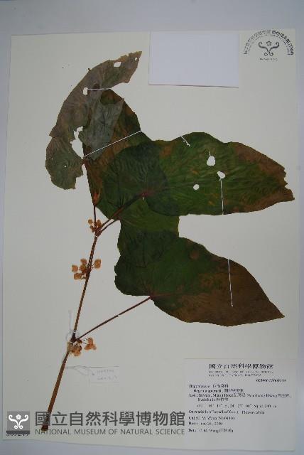 圓果秋海棠藏品圖，第1張