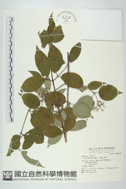 沙棶藏品圖，第1張