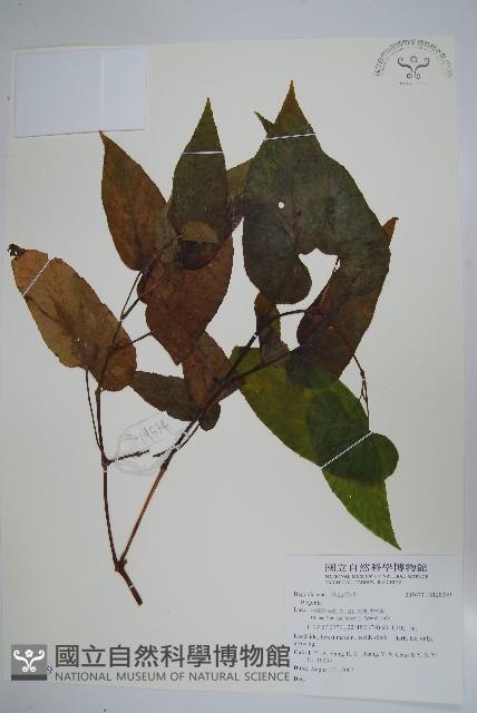 登錄號:S128249藏品圖，第1張