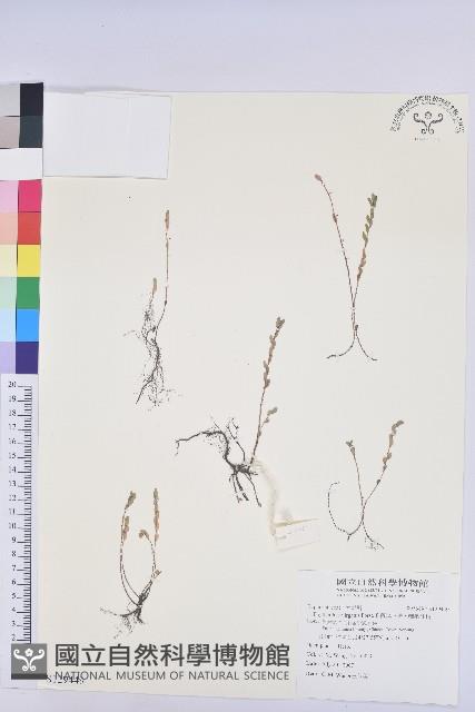 擬葉下珠、細葉油柑藏品圖，第1張