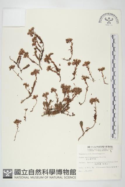 玉山佛甲草藏品圖，第1張