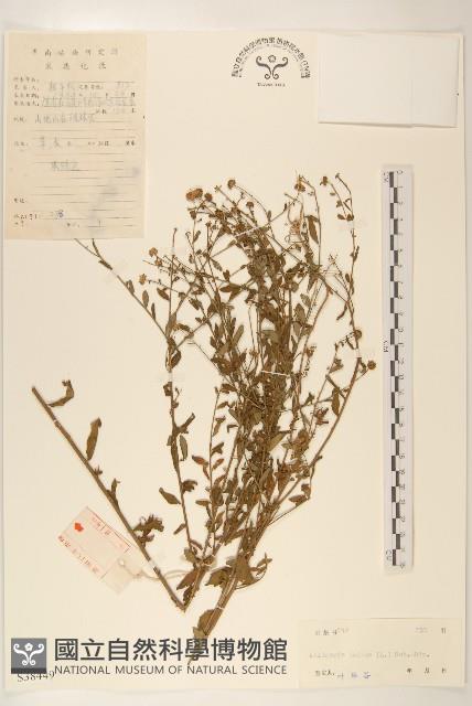 雞兒腸藏品圖，第1張