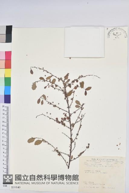 密花白飯樹藏品圖，第1張