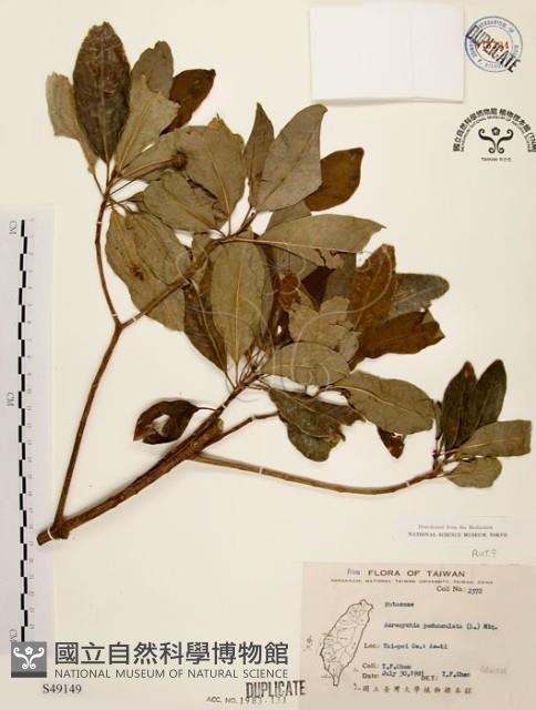 降真香藏品圖，第1張