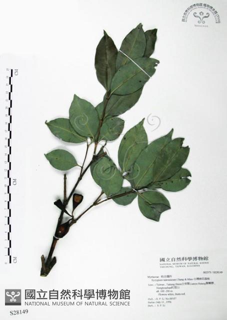 台灣棒花蒲桃藏品圖，第1張