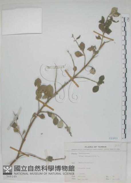 海埔姜藏品圖，第1張