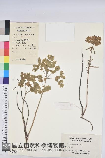 乳漿大戟藏品圖，第1張