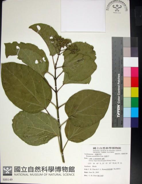 臭娘子藏品圖，第1張