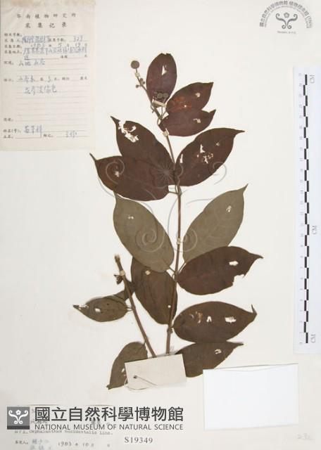 風箱樹藏品圖，第1張