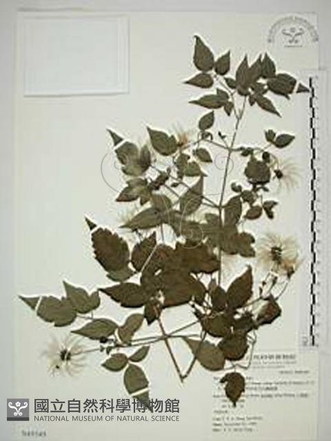 巴氏鐵線蓮藏品圖，第1張