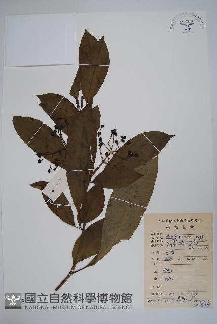 催吐蘿芙木藏品圖，第1張