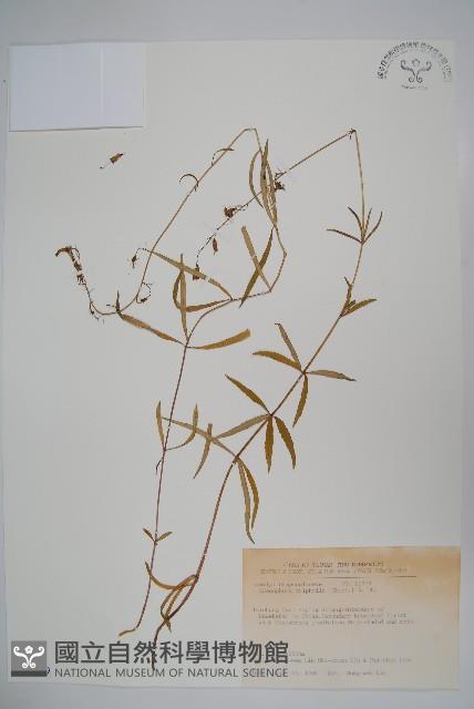 輪葉沙參藏品圖，第1張