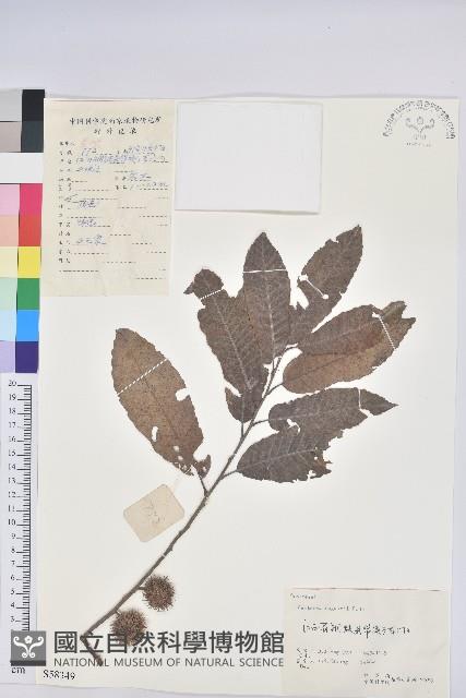 茅栗藏品圖，第1張