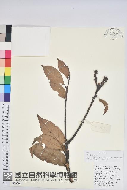 滇石櫟藏品圖，第1張