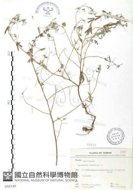 三葉木藍藏品圖，第1張