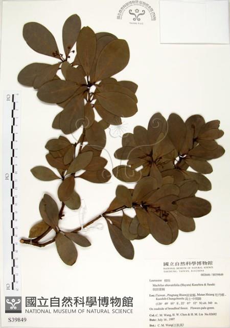 恆春楨楠藏品圖，第1張