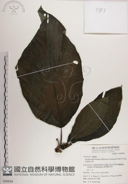 紅頭咬人狗藏品圖，第1張