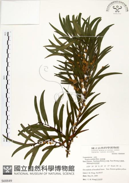 相思樹藏品圖，第1張