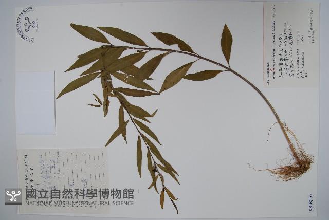 柳葉白前藏品圖，第1張