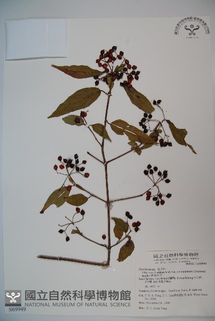 狹葉莢迷藏品圖，第1張