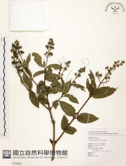 心基葉溲疏藏品圖，第1張