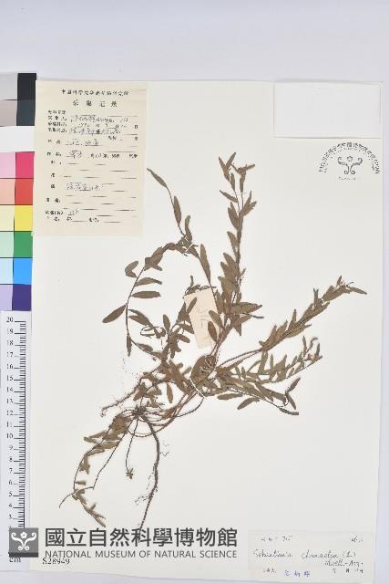 地楊桃藏品圖，第1張