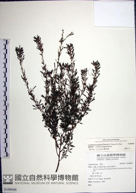 鐵掃帚、千里光藏品圖，第1張