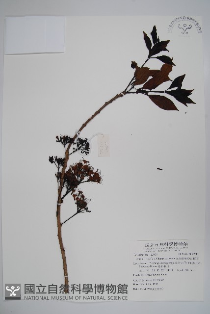 長花厚殼樹藏品圖，第1張
