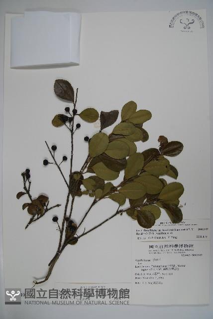 倒卵葉冬青、金平氏冬青藏品圖，第1張