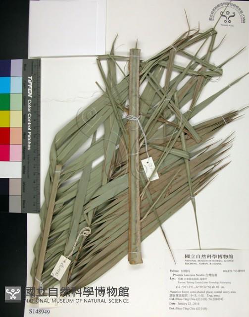 台灣海棗藏品圖，第1張