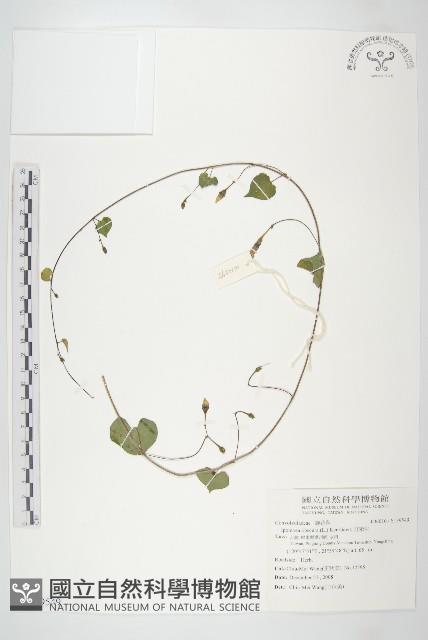 野牽牛藏品圖，第1張