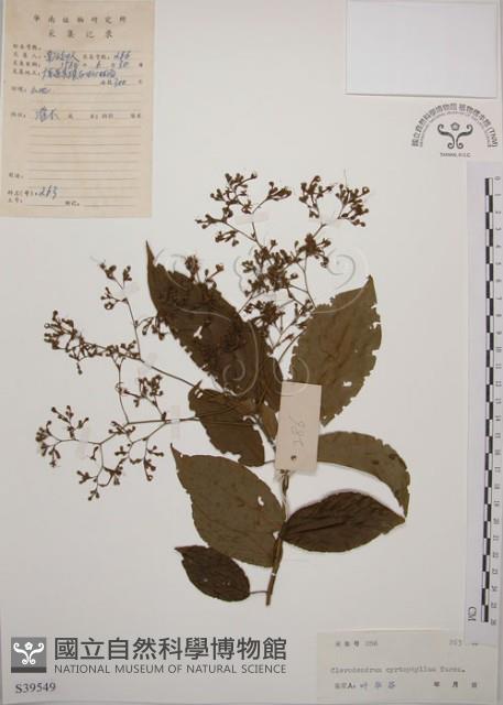 大青藏品圖，第1張