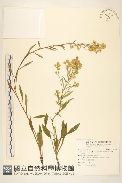 一枝黃花藏品圖，第1張