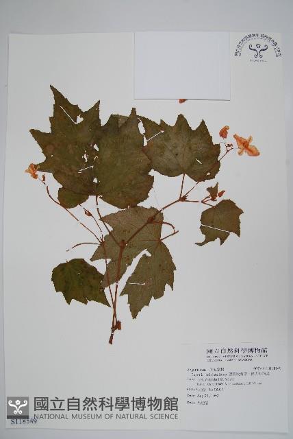 裂葉秋海棠、巒大秋海棠藏品圖，第1張