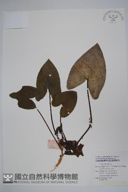 皺花細辛藏品圖，第1張