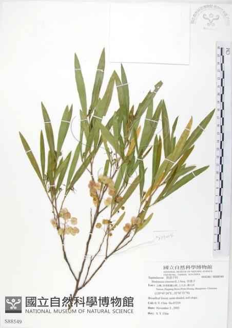 車桑子藏品圖，第1張