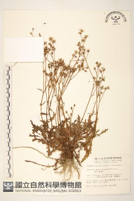 台東黃菀藏品圖，第1張