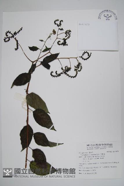 冷飯藤藏品圖，第1張