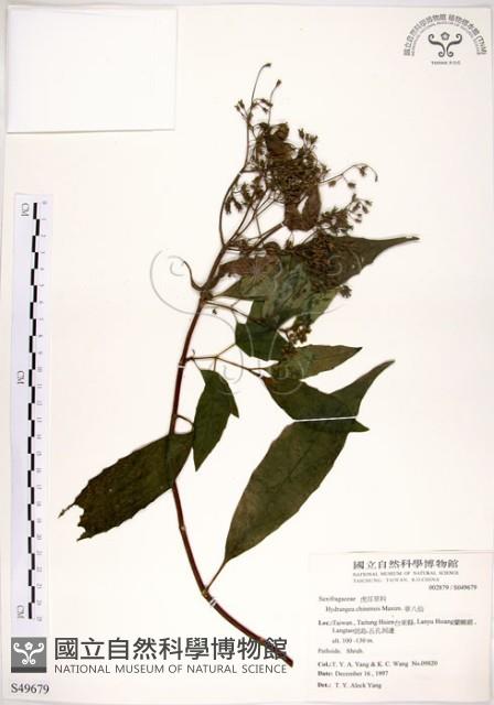 華八仙藏品圖，第1張