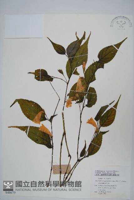 球花馬藍藏品圖，第1張