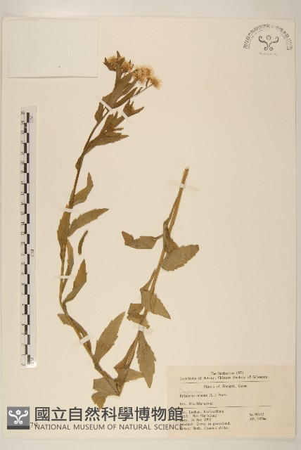 白頂飛蓬藏品圖，第1張