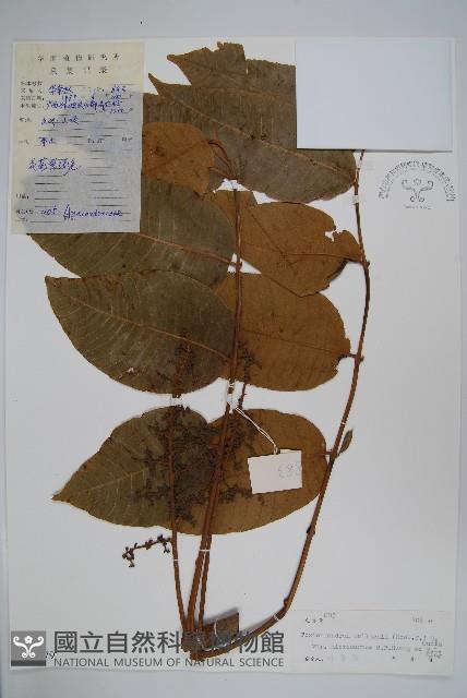 小果絨毛漆藏品圖，第1張