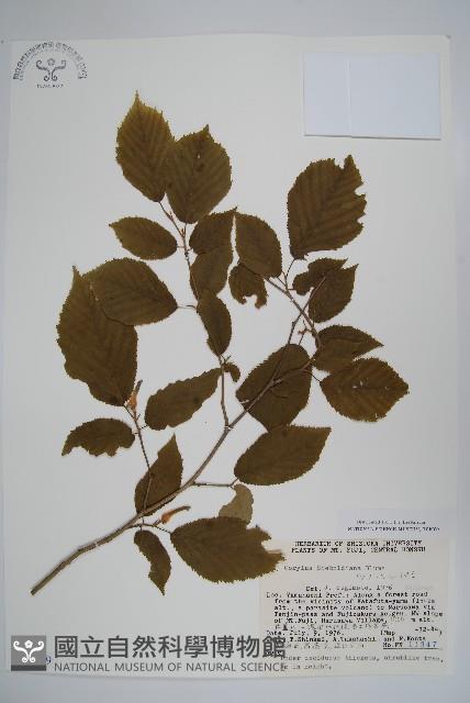 日本榛藏品圖，第1張