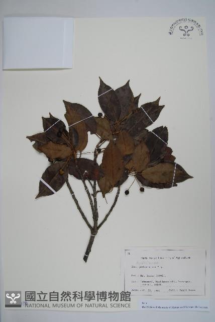 刻脈冬青藏品圖，第1張