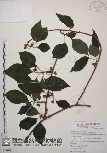 阿里山五味子藏品圖，第1張