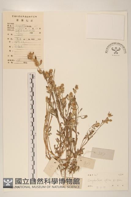 鼠麴草藏品圖，第1張