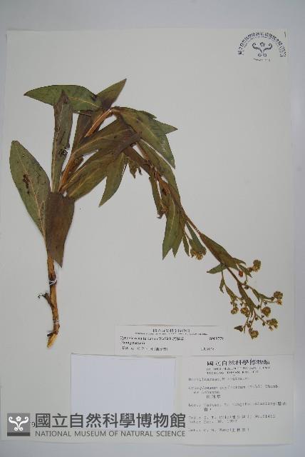 琉璃草藏品圖，第1張