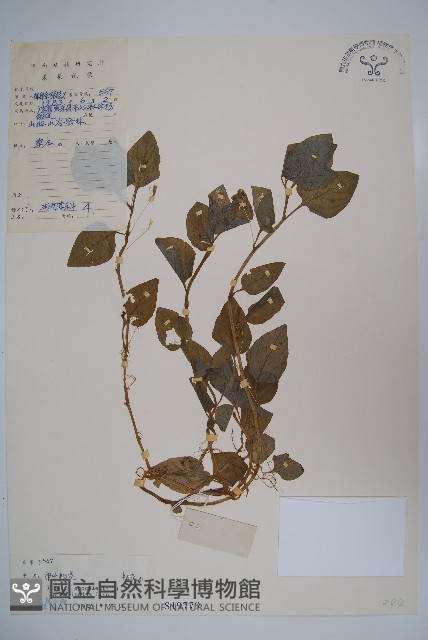 卵葉半邊蓮藏品圖，第1張